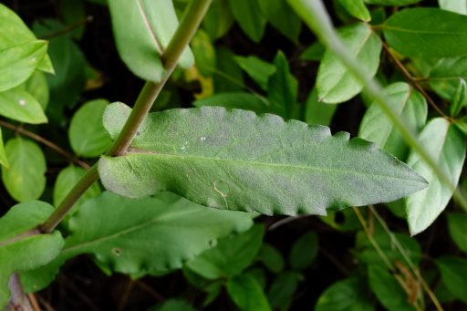 Symphyotrichum patens - leaves