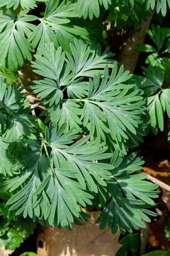 Dicentra canadensis - leaves