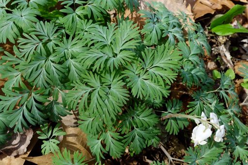 Dicentra canadensis - leaves