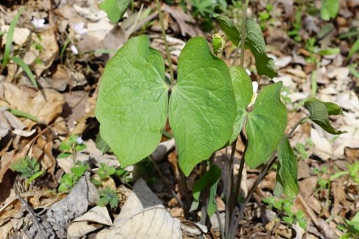 Jeffersonia diphylla - leaves