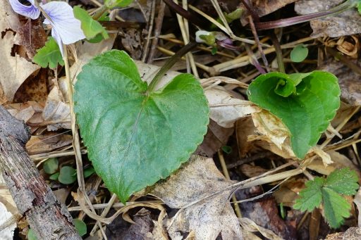 Viola sororia - leaves