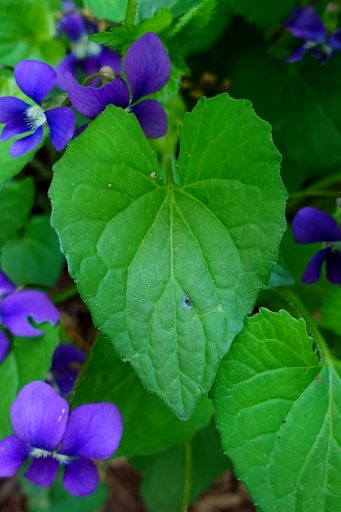 Viola sororia - leaves