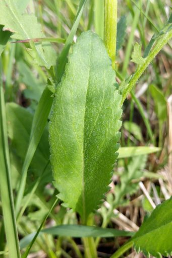 Packera anonyma - basal leaves