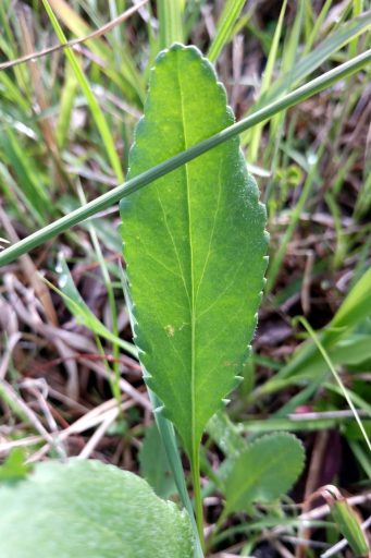 Packera anonyma - basal leaves