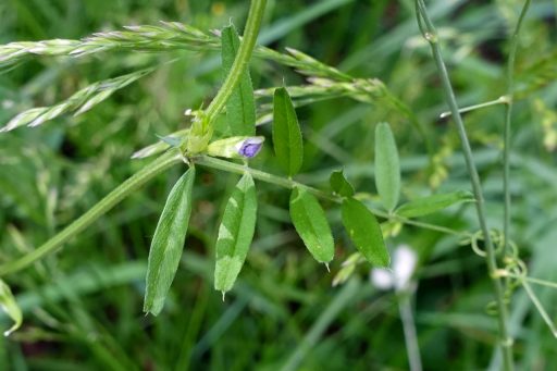 Vicia sativa - leaves
