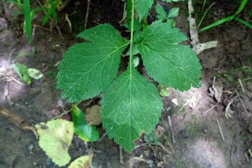 Cryptotaenia canadensis - leaves