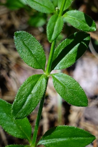 Galium pilosum - leaves