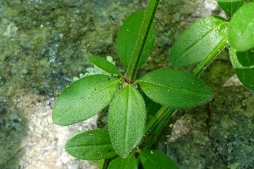 Galium pilosum - leaves