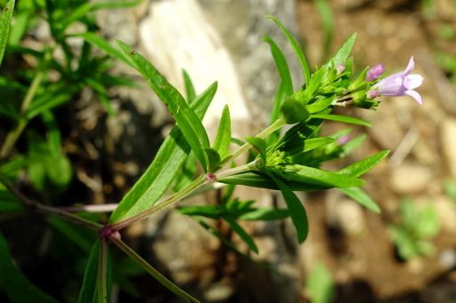Houstonia longifolia - stem