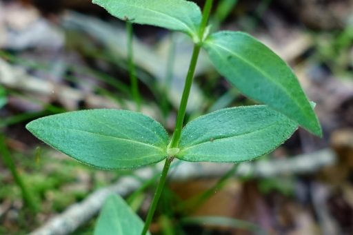 Houstonia purpurea – leaves