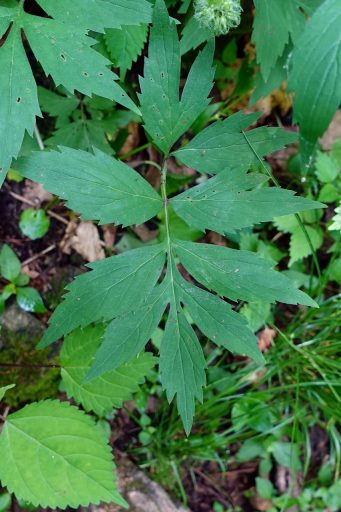 Hydrophyllum virginianum - leaves
