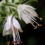 Hydrophyllum virginianum