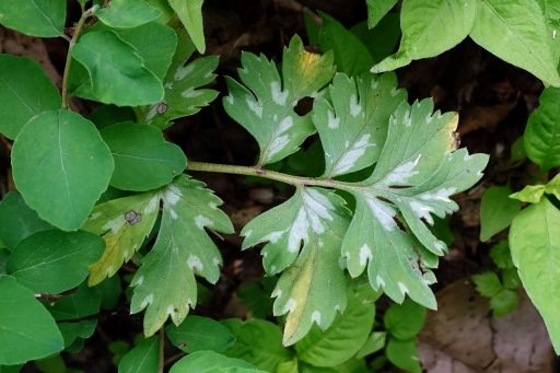 Hydrophyllum virginianum - young leaves
