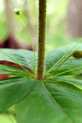 Lysimachia quadrifolia - stem