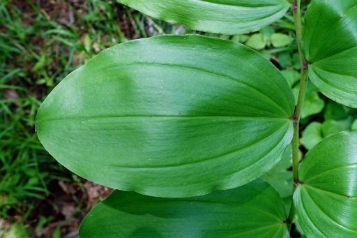 Maianthemum racemosum - leaves