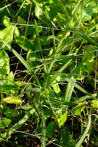 Liatris squarrosa - leaves