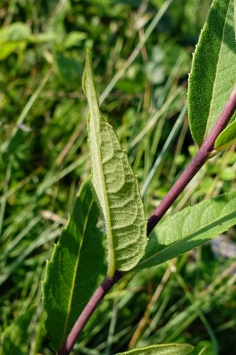 Silphium asteriscus - leaves