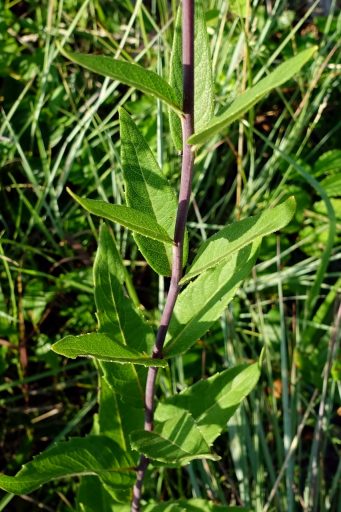 Silphium asteriscus - stem