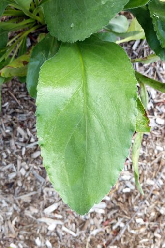 Solidago rigida - leaves