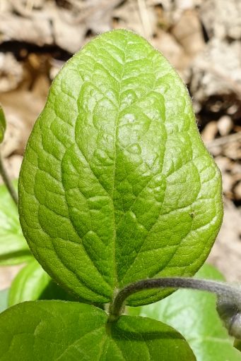 Clematis ochroleuca - leaves