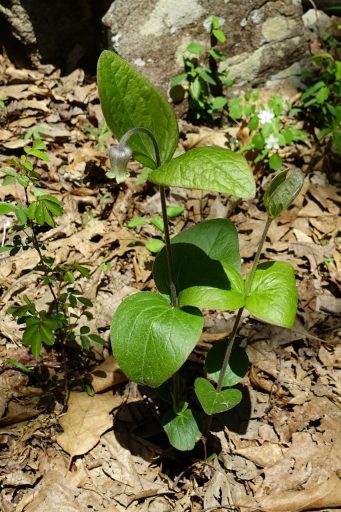 Clematis ochroleuca - plant