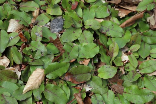 Epigaea repens - leaves