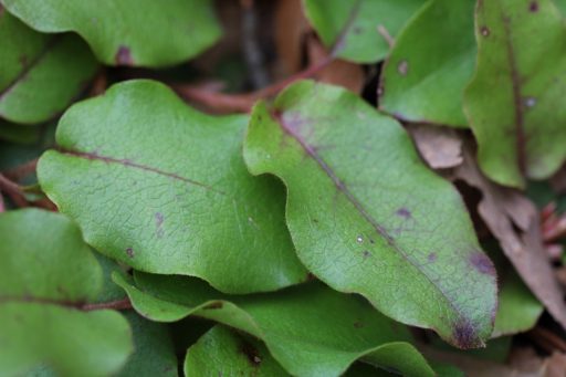 Epigaea repens - leaves