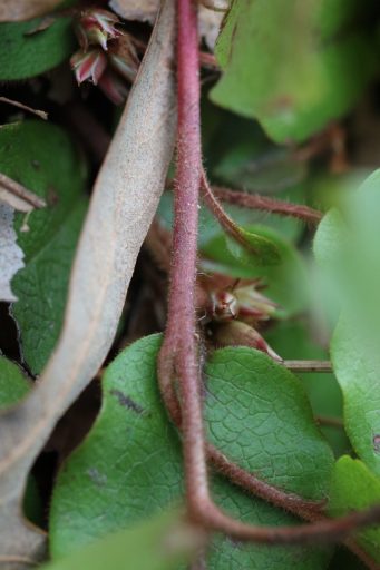Epigaea repens - stem