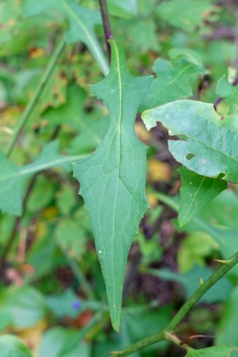 Lactuca floridana - leaves