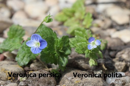 Veronica persica vs Veronica polita