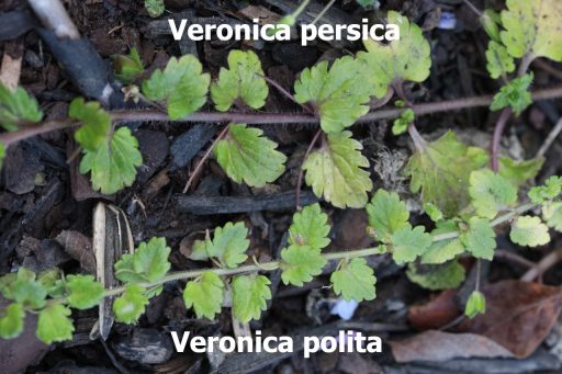Veronica persica vs veronica polita leaves