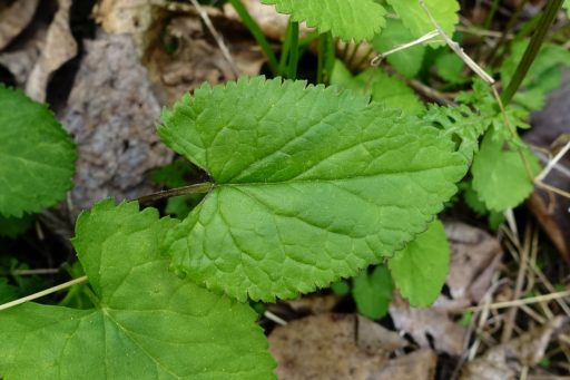 Packera aurea - leaves