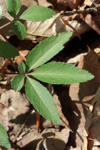Panax trifolius - leaves