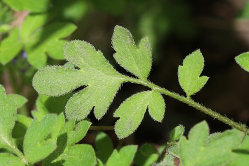 Phacelia covillei - leaves