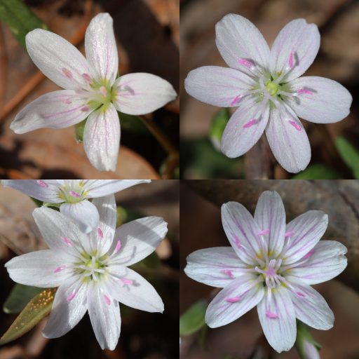 Claytonia virginica - flowers with atypical petals