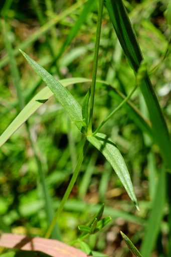 Stellaria graminea - leaves
