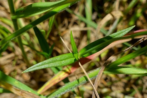 Stellaria graminea - leaves