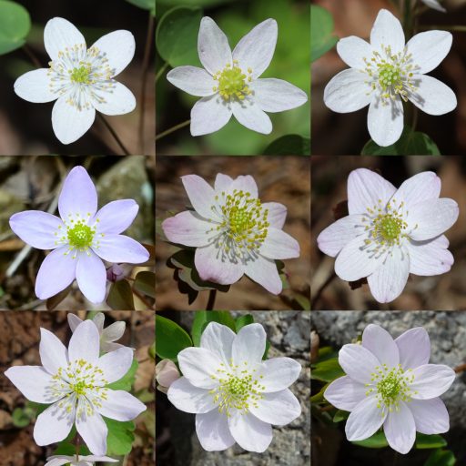 Thalictrum thalictroides - flower variation