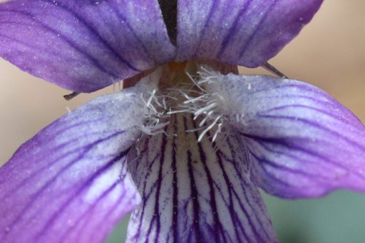 Viola hirsutula