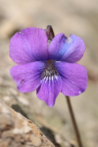 Viola hirsutula