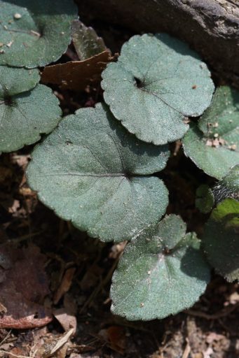 Viola hirsutula - leaves