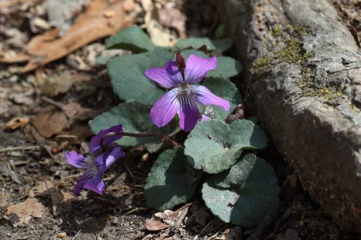 Viola hirsutula - plant
