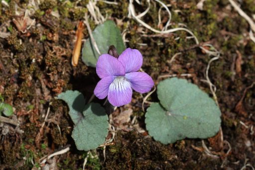 Viola hirsutula - plant
